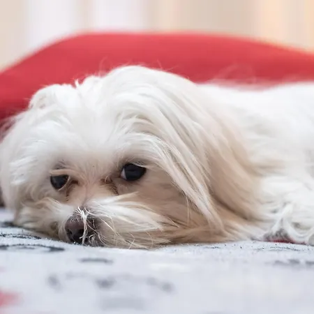 Pensjonat Marta Rzym