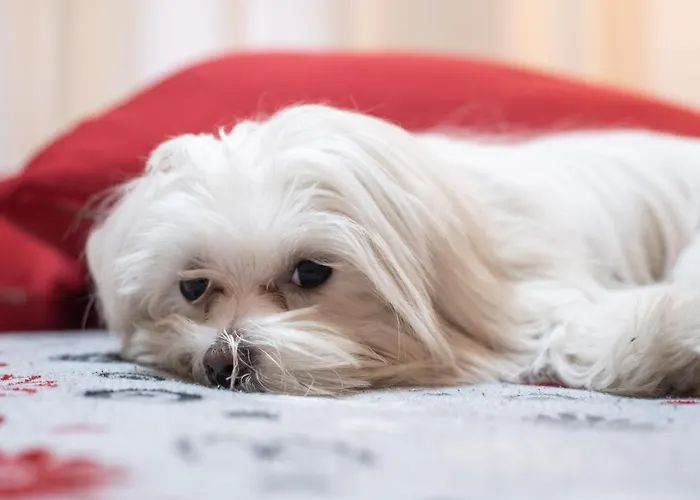 Casa de hóspedes Marta Roma