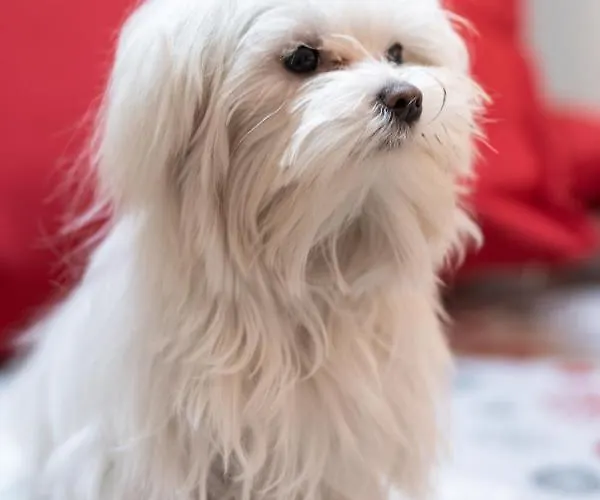 Marta Casa de hóspedes 4*